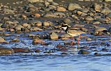 Pied Lapwing